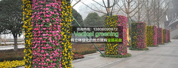 广西花柱立体绿化